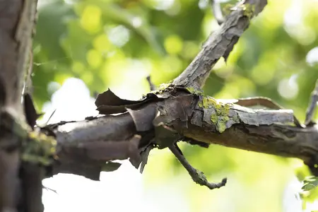 Acer griseum - 2 Ltr pot - image 3