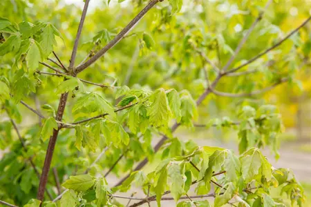 Acer griseum - 2 Ltr pot - image 4