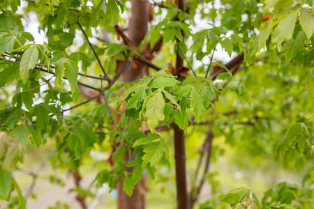 Acer griseum - 2 Ltr pot - image 5