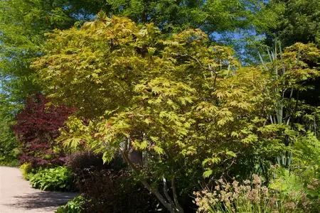 Acer japonicum 'Aconitifolium' - 30-40 CM C4 - image 1