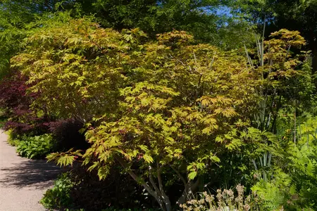 Acer japonicum 'Aconitifolium' - 30-40 CM C4 - image 2