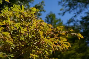 Acer japonicum 'Aconitifolium' - 30-40 CM C4 - image 4