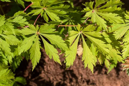 Acer japonicum 'Aconitifolium' - 30-40 CM C4 - image 5