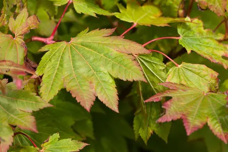 Acer japonicum 'Vitifolium' - 20-30 CM C2 - image 1