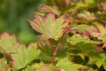 Acer japonicum 'Vitifolium' - 20-30 CM C2 - image 2