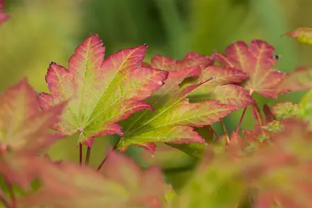 Acer japonicum 'Vitifolium' - 20-30 CM C2 - image 3