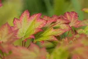 Acer japonicum 'Vitifolium' - 20-30 CM C2 - image 3