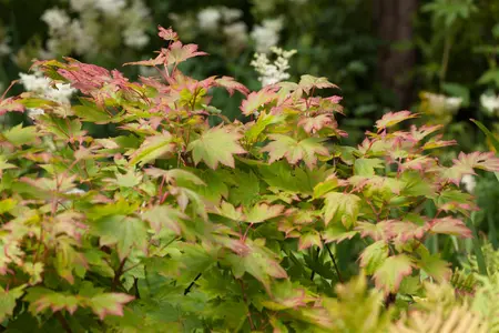 Acer japonicum 'Vitifolium' - 20-30 CM C2 - image 4