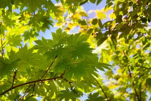 Acer japonicum 'Vitifolium' - 20-30 CM C2 - image 5