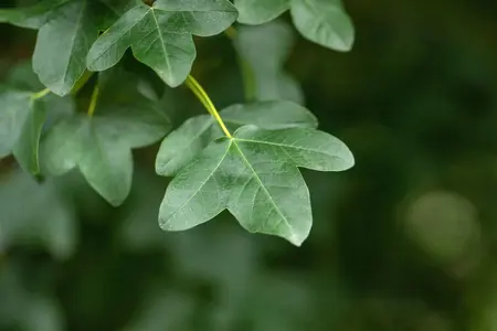 Acer monspessulanum - 200-250 CM C70 - image 1