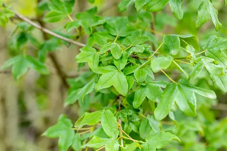 Acer monspessulanum - 200-250 CM C70 - image 2