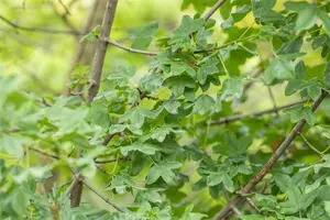 Acer monspessulanum - 200-250 CM C70 - image 4