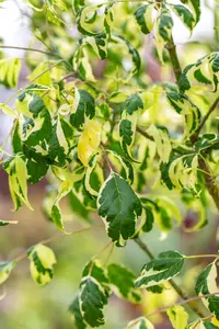 Acer negundo - 60-80 CM P9 - image 4