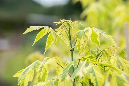 Acer negundo 'Aureomarginatum' - STDS 8-10 CM - image 2