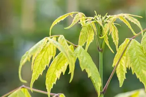 Acer negundo 'Aureomarginatum' - STDS 8-10 CM - image 3