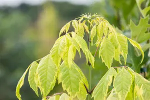 Acer negundo 'Aureomarginatum' - STDS 8-10 CM - image 4