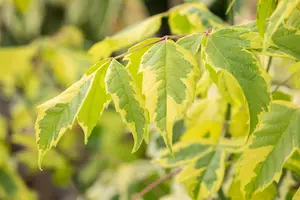 Acer negundo 'Aureomarginatum' - STDS 8-10 CM - image 5