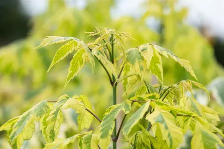 Acer negundo 'Aureomarginatum' - STDS 8-10 CM - image 1