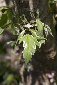 Acer negundo 'Variegatum'