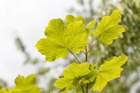 Acer opalus - STDS 10-12 CM - image 1