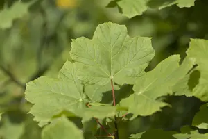 Acer opalus - STDS 10-12 CM - image 2