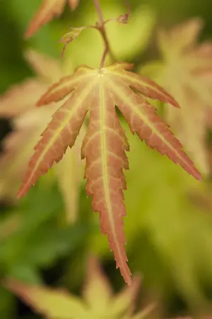 Acer palm. 'Orange Dream' - P8 - image 4