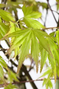 Acer palm. 'Orange Dream' - P8 - image 5