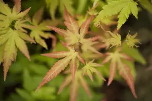 Acer palm. 'Orange Dream' - P8 - image 3