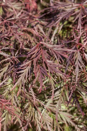 Acer palm. 'Ornatum' - 25-30 CM C2