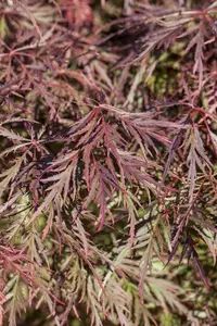 Acer palm. 'Ornatum'