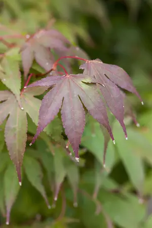 Acer palm. 'Osakazuki' - 30-40 CM C5 - image 4