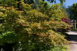 Acer palm. 'Osakazuki' - 30-40 CM C5 - image 1