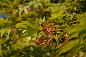 Acer palm. 'Osakazuki' - 30-40 CM C5 - image 2