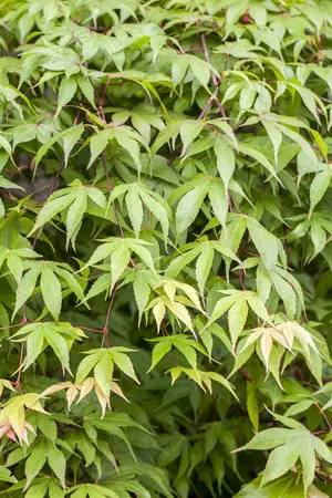 Acer palmatum - 1.5 Ltr pot - image 4