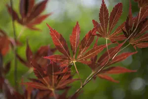 Acer palmatum