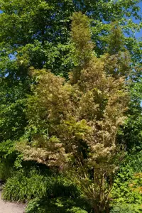 Acer palmatum 'Butterfly' - 175-200 CM C80 - image 3