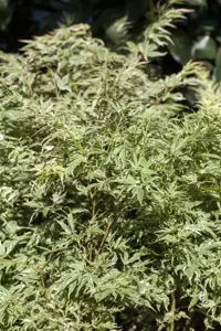 Acer palmatum 'Butterfly' - 200-250 CM C130 - image 5