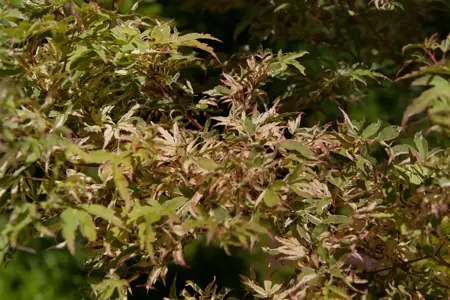 Acer palmatum 'Butterfly' - 200-250 CM C130 - image 1