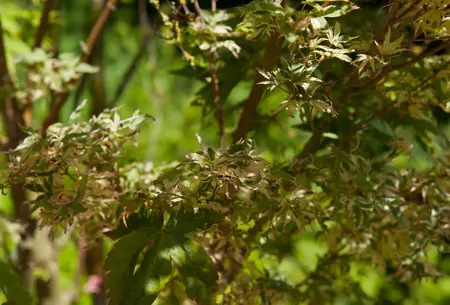 Acer palmatum 'Butterfly' - 175-200 CM C80 - image 2