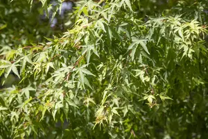 Acer palm. 'Cascade Ruby'