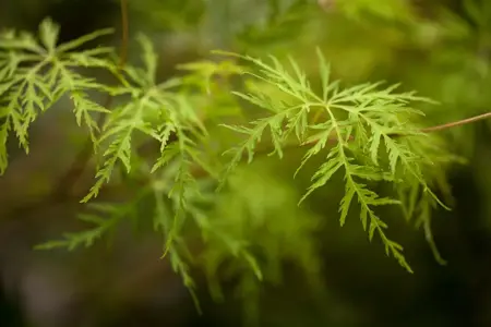 Acer palmatum 'Emerald Lace' - 100-125 CM C20 - image 2