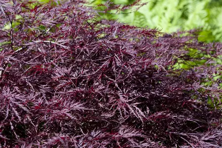 Acer palmatum 'Firecracker'? - 40-50 CM C5 - image 1