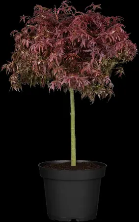 Acer palmatum 'Firecracker'? - 40-50 CM C5 - image 2