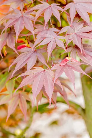 Acer palmatum 'Fireglow' - 3 Ltr pot - image 4