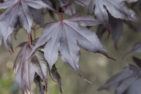 Acer palmatum 'Fireglow' - 3 Ltr pot - image 1