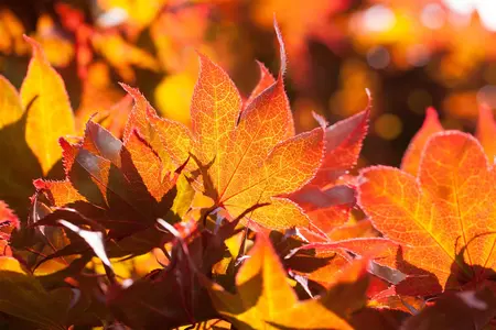 Acer palmatum 'Fireglow' - 3 Ltr pot - image 2