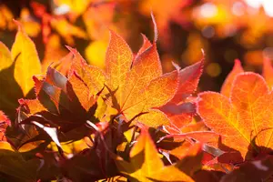 Acer palmatum 'Fireglow' - 3 Ltr pot - image 2