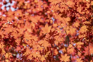 Acer palmatum 'Fireglow' - 3 Ltr pot - image 3