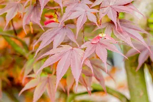 Acer palmatum 'Fireglow' - 3 Ltr pot - image 5