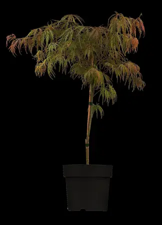 Acer palmatum 'Garnet' - 3 Ltr pot - image 3